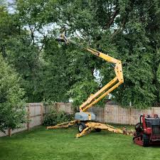 Best Fruit Tree Pruning  in Lakeview, NY